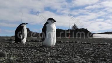 两只南极企鹅<strong>站在</strong>卵石中<strong>站在海滩上</strong>。 安德列夫。
